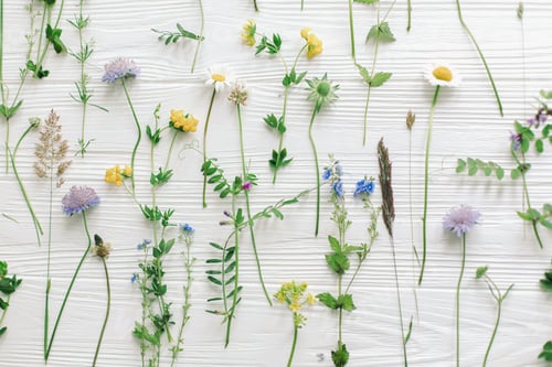 Preview: Spring flowers flat lay. Beautiful wildflowers stems and blooming petals composition on white wood