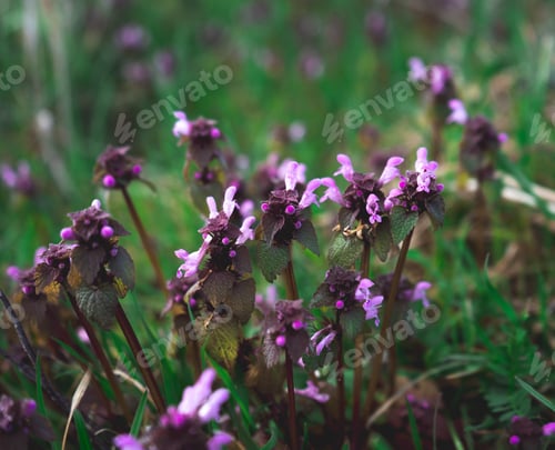 Preview: Beautiful early spring purple flowers in the green meadow