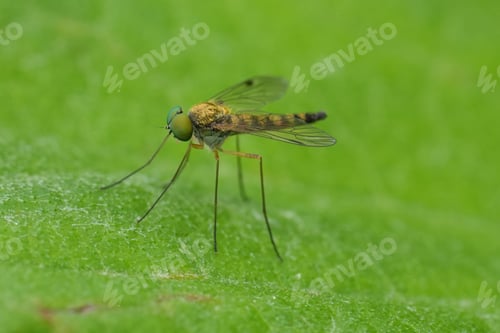 Preview: Closeup on a European green eyed Little Snipe Fly , Chrysopilus asiliformis sitting on a leaf