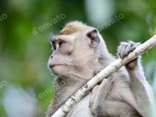 Preview: Close-Up of Monkey Perched on a Branch in Natural Habitat