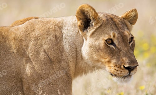 Preview: A Scenic Namibia Wildlife pictures
