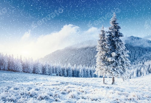 Preview: Winter tree in snow. Carpathian, Ukraine, Europe. Bokeh light ef