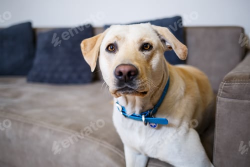 Preview: portrait of a large dog of breed Labrador of light coat of color, lies on a sofa in the apartment,