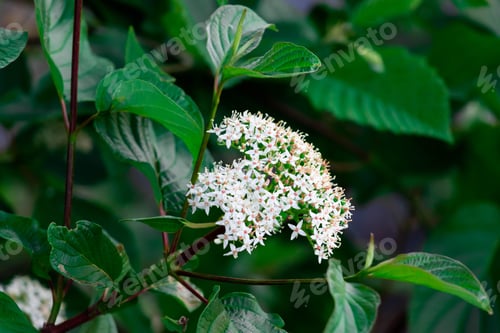 Preview: Closeup shot of white Cornus walteri plant with green leaves in the forest