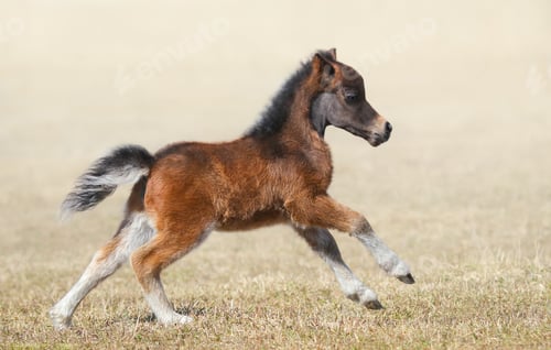 Preview: American miniature horse. Bay foal in motion.