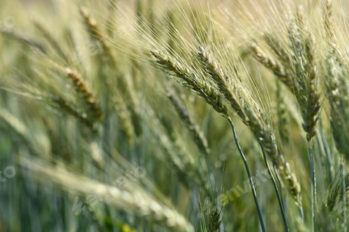 Preview: Close-up barley blur for the background.