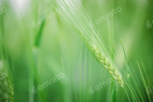 Preview: Macro close up of fresh young ears of young green wheat in spring summer field.