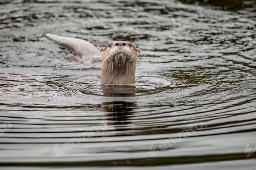 Preview: North American river otter swimming in the deep water