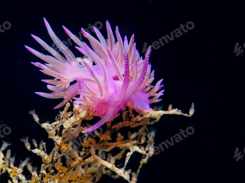 Preview: Purple-pink nidibranch from Cyprus