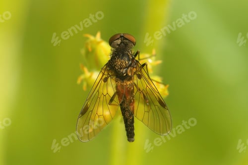 Preview: Closeup on the Black snipefly, Chrysopilus cristatus sitting on green leaf in the vegetation
