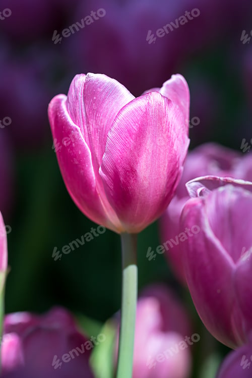 Preview: Pink tulips in the garden-18