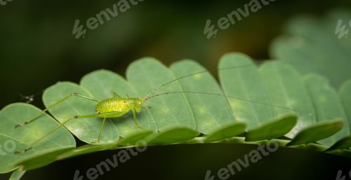 Preview: A closeup shot of a Phaneropterinae on a green leaf