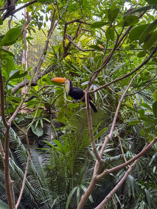 Preview: Radiant Toucan in the Tropical Canopy