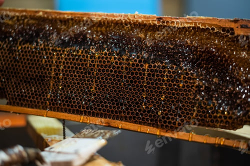 Preview: Close-up of beekeeper extracting honey from honeycomb with a scraper in apiary