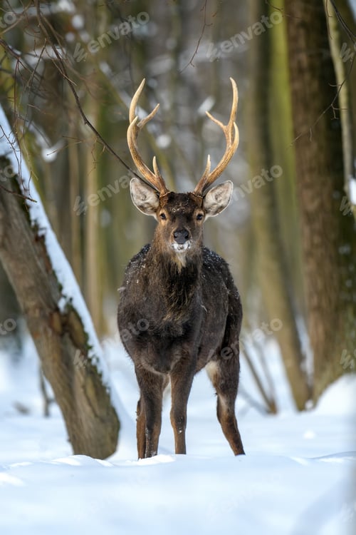 Preview: Roe deer in the winter forest. Animal in natural habitat