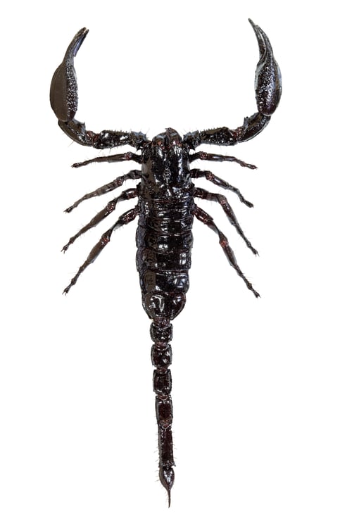 Preview: Scorpion