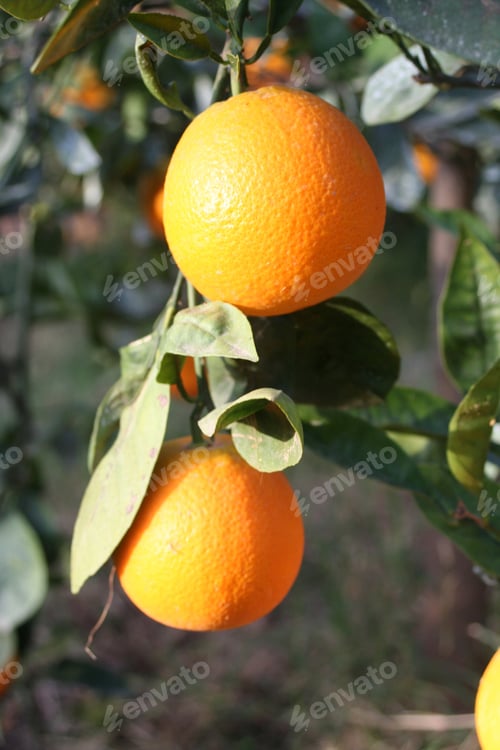 Preview: Ripe orange on tree. Orchard.