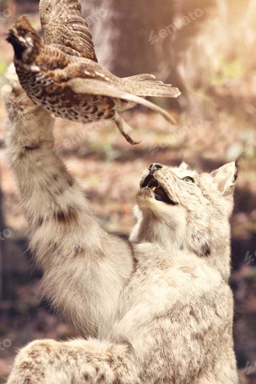 Preview: Wild animals exhibition