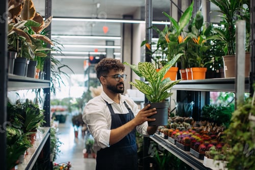 Preview: Florist arranging potted plant in flower shop