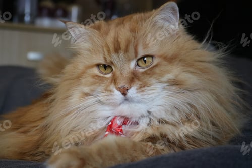 Preview: Fluffy cat