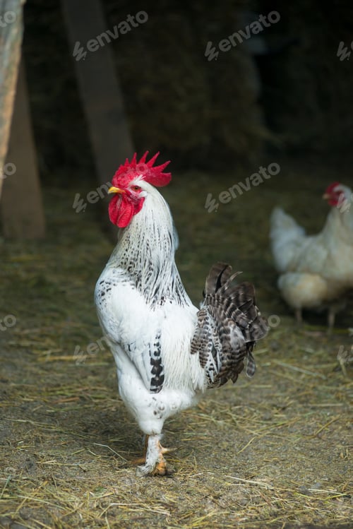 Preview: White rooster on traditional free range poultry farm