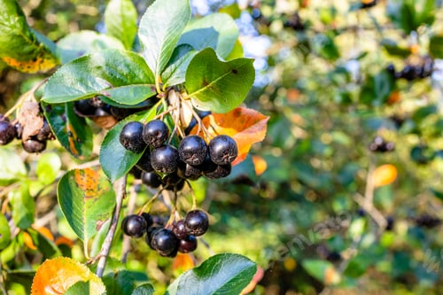 Preview: bunches of ripe black chokeberry on tree twig