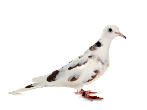 Preview: African collared dove