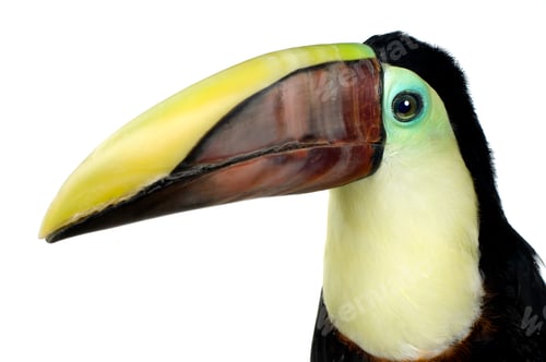 Preview: Swainson's Toucan