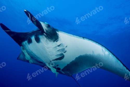 Preview: Manta ray.