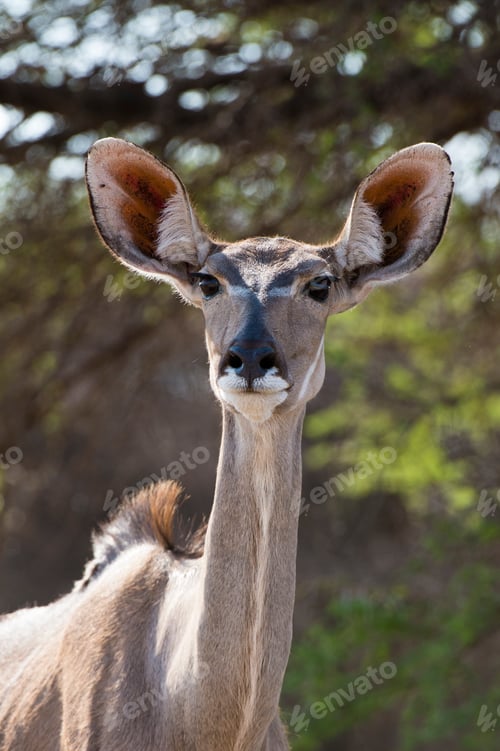 Preview: Portrait of female Greater kudu (Tragelaphus strepsiceros), Kalahari, Botswana, Africa
