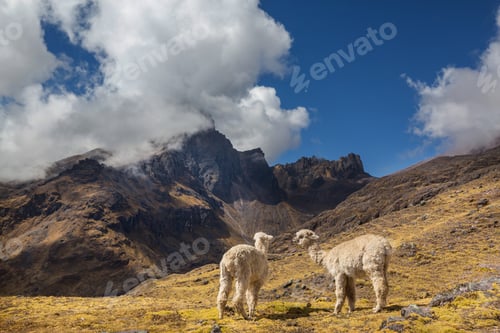 Preview: Alpaca
