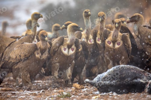 Preview: Griffon vulture group