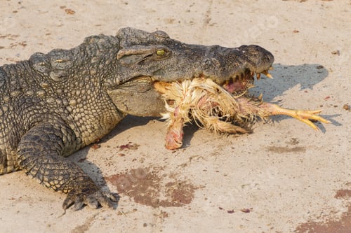 Preview: wildlife crocodile catches and eating a chicken