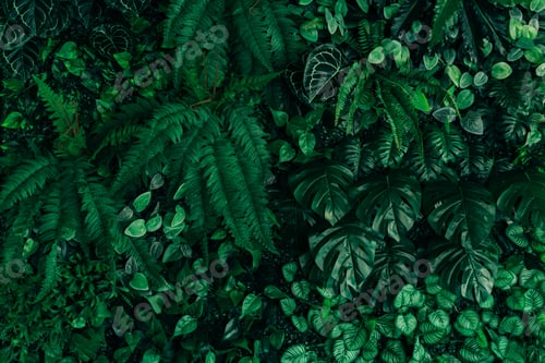 Preview: Close-up of a group of green leaves, providing a textured and abstract nature background.