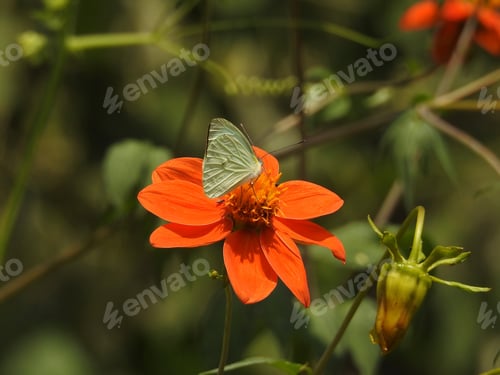Preview: Butterfly on a flower