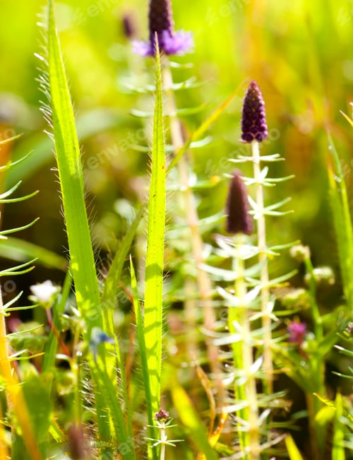 Preview: Beautiful wild flowers in a meadow, Flower background.