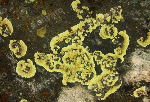 Preview: Lichen growing on the surface of the stone