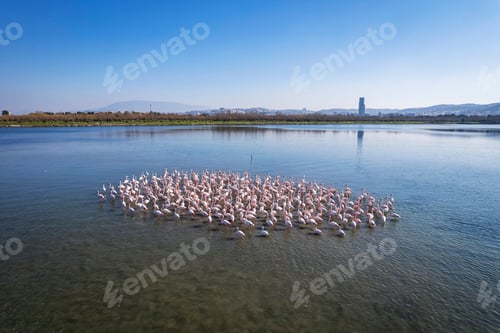 Preview: Flamingos