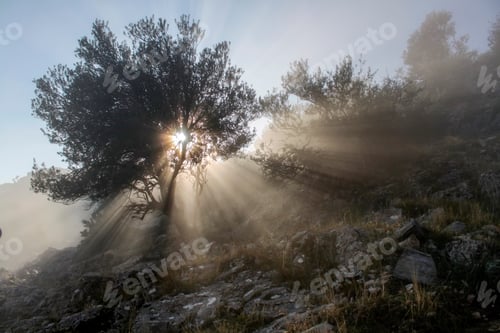 Preview: Through the tree branches filtered light