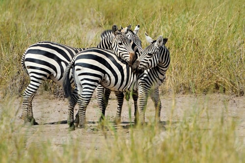 Preview: Zebra