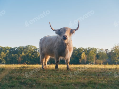 Preview: Highland bull in a meadow. View of the field and animal. Agriculture and animal husbandry.