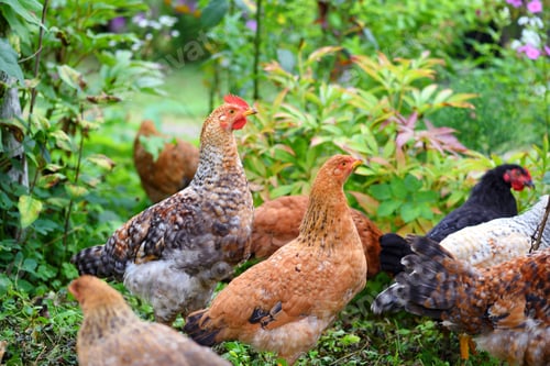 Preview: Hens in field organic farm. Free range chickens on a lawn