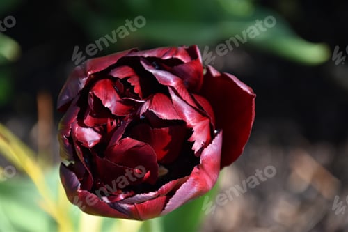 Preview: close up of a full burgundy tulip blossom from above