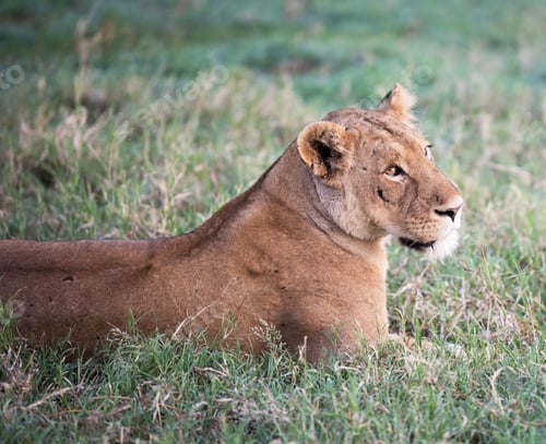 Preview: A Beautiful and Breathtaking wildlife in the World