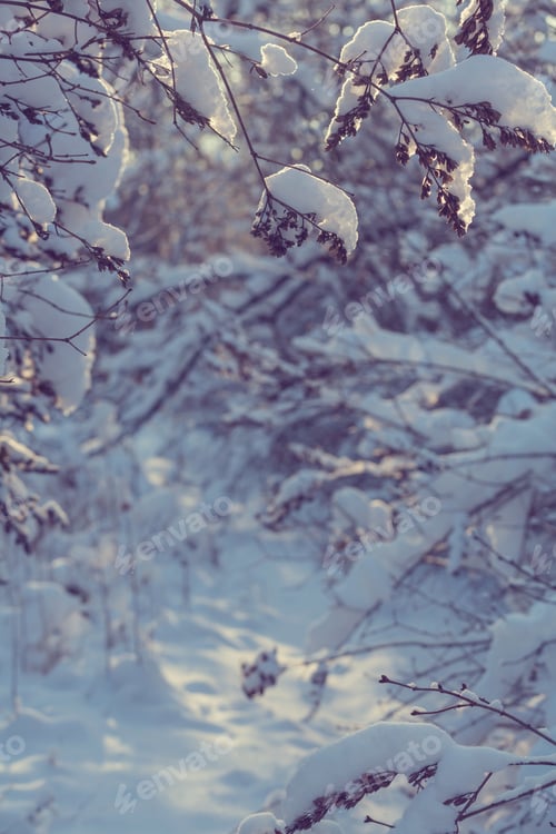 Preview: Winter forest