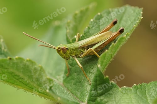 Preview: Closeup shot of a meadow grasshopper, Pseudochorthippus parallelus, ready to jump off a green leaf