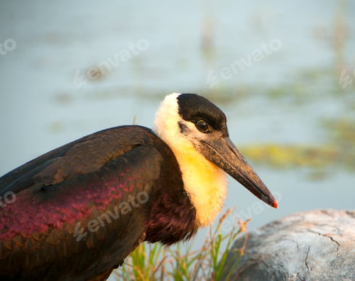 Preview: Woolly-necked stork or white necked stork, in the nature habitat, India.