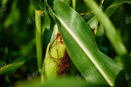 Preview: Close up of ear of corn in cornfield