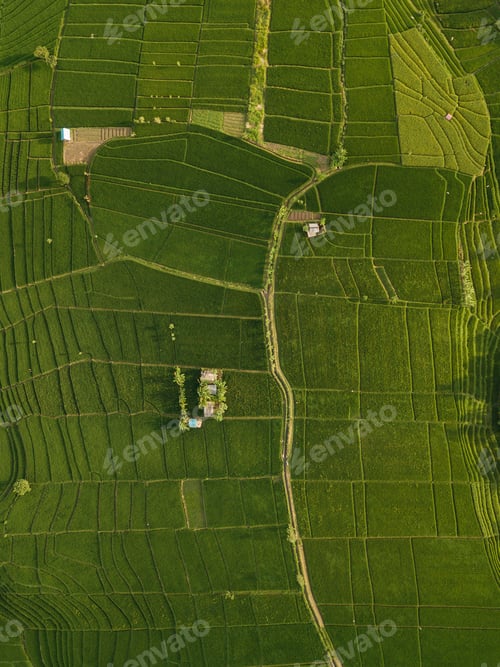 Preview: Aerial view of rice fields,Bali,Indonesia