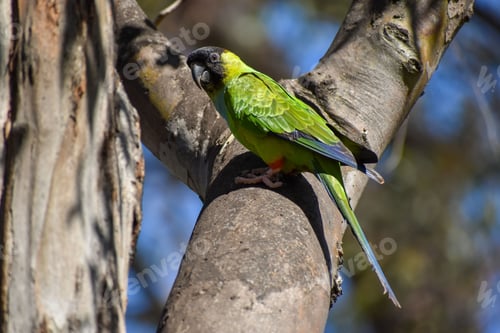 Preview: wild nanday parakeet (Aratinga nenday) perching in a tree